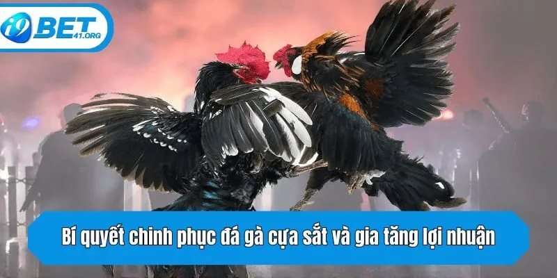 Bí quyết chinh phục đá gà cựa sắt và gia tăng lợi nhuận