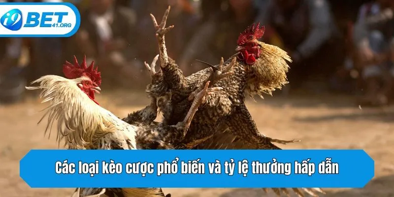 Các loại kèo cược phổ biến và tỷ lệ thưởng hấp dẫn
