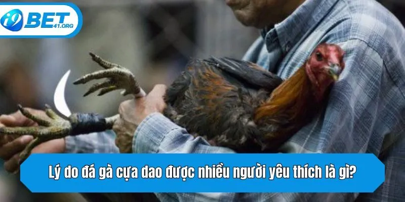 Lý do đá gà cựa dao được nhiều người yêu thích là gì?