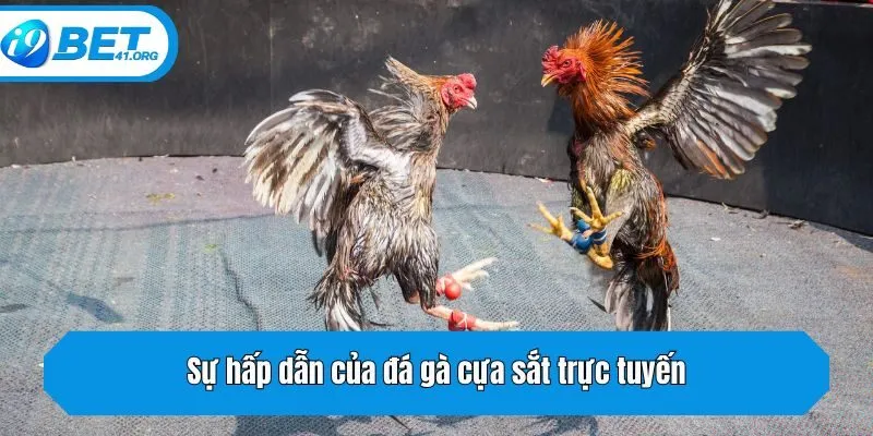 Sự hấp dẫn của đá gà cựa sắt trực tuyến