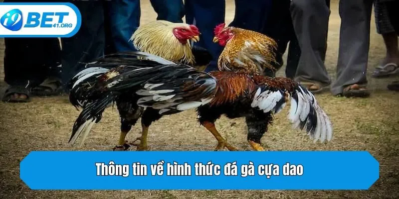 Thông tin về hình thức đá gà cựa dao